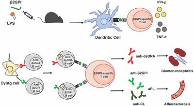 β2-Glycoprotein I-Reactive T Cells in Autoimmune Disease